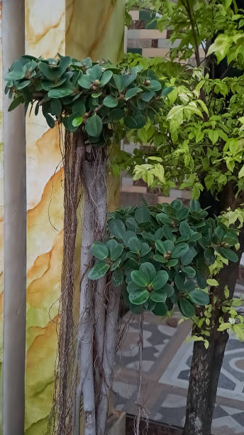 il ficus dell'isola verde è anche conosciuto come ficus microcarpa. questa pianta è originaria della cina meridionale e dell'isola dell'oceania - ginseng bonsai tree fig tree banyan tree foto e immagini stock