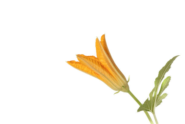 vista laterale di un bocciolo di fiore in fiore di zucchine vegetali con foglie verdi su uno sfondo bianco. - flower squash bud pollen foto e immagini stock