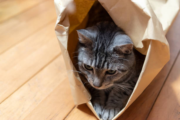istock cat in a paper bag 1433322342