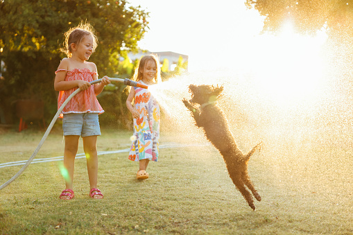 Happy little girls having fun to play with the splashing water.  Cute little girls having fun outside. Photo of a happy children spending summer day in their yard with their dog, splashing around.