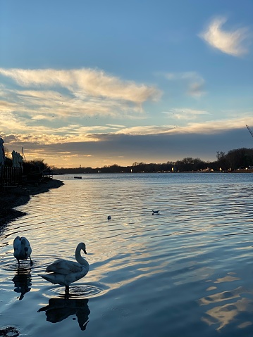 A vertical shot of beautiful swans in a shiny lake under a cloudy sky at sunset in Belgrade, Serbia