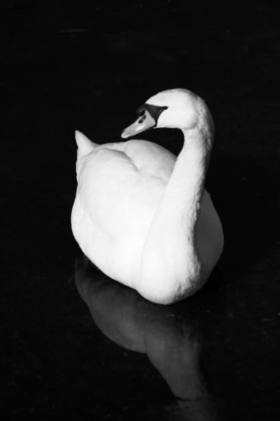 istock Grayscale of a white swan 1433322996