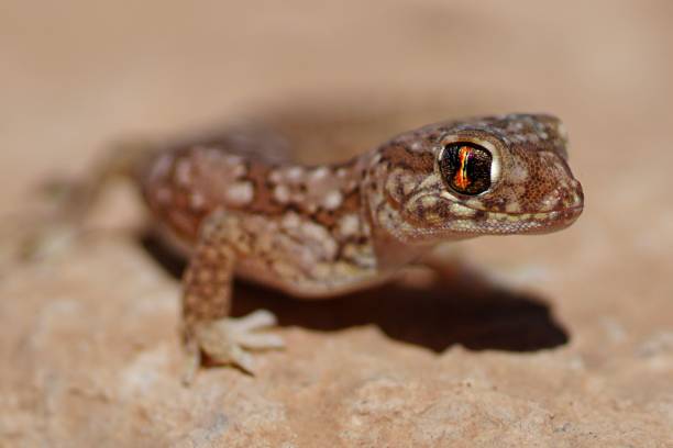 istock Closeup shot of a lizard 1433323090
