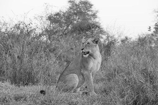 A closeup greyscale of a beautiful wild african lion sitting in a field
