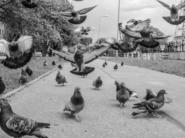 istock Grayscale of pigeons on an asphalt path in a city 1433323607