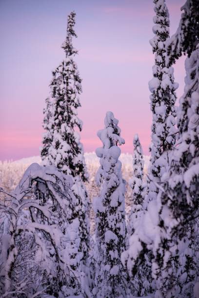 istock Long trees fully covered with snow in winter during the sunset 1433323645