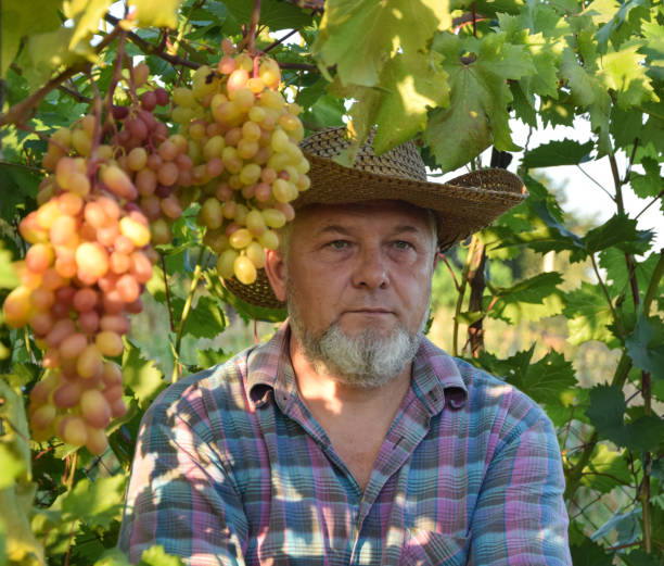 istock Man winemaker and vineyard owner outdoors at sunset 1433324343
