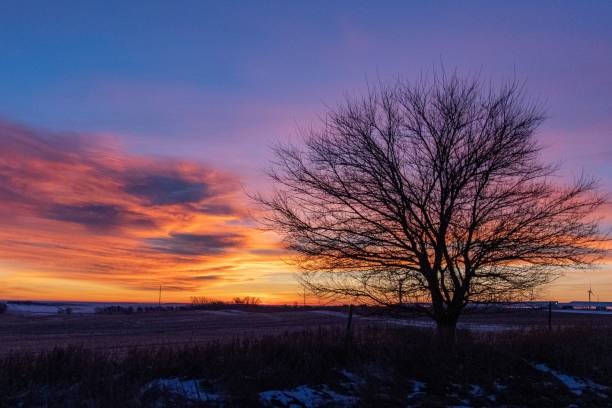 istock Single tree in the field on colorful sunset sky background 1433325234
