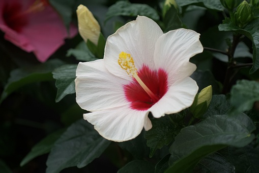 A closeup shot of a white and pink Hibiscus flower surrounded by green leaves