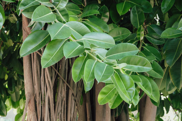 gomma di ficus - un grande albero sempreverde con una corona che si diffonde - perennial leaf fruit tropical fruit foto e immagini stock