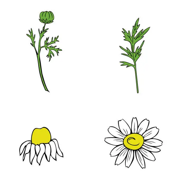 Vector illustration of Chamomile set wild field flower isolated on white background botanical hand drawn colorful daisy sketch vector doodle illustration, outline plant for design package tea, cosmetic, natural medicine