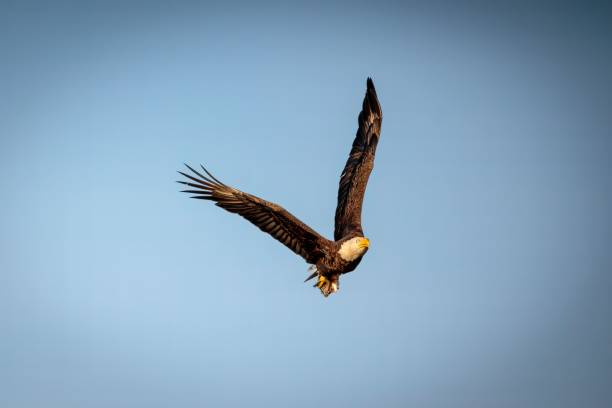 istock Majestic bald eagle (Haliaeetus leucocephalus) soaring in the blue sky 1433326145