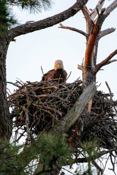 istock Vertical shot of a bald eagle (Haliaeetus leucocephalus) in its nest 1433326151