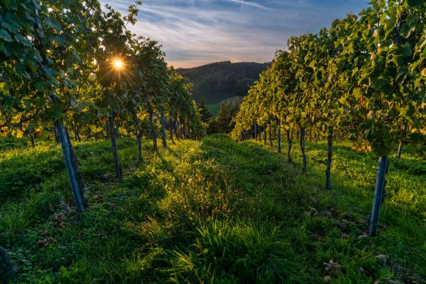 istock Sunset in a vineyard with cloudy sky in the background 1433326597