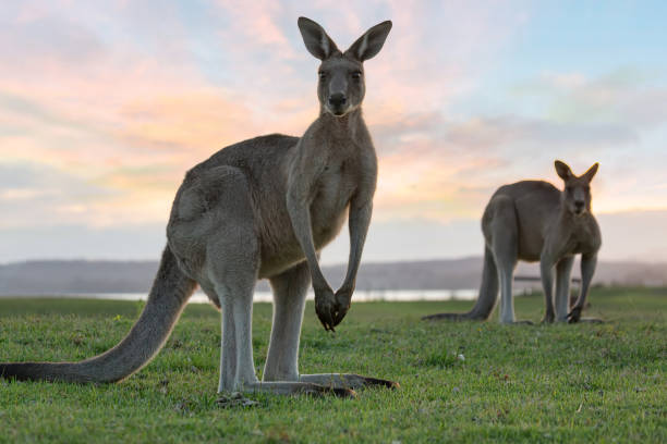 istock Eastern grey kangaroos in the dusk light 1433327726