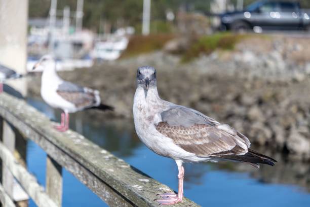 istock Western gull perched on the wooden fence 1433327770