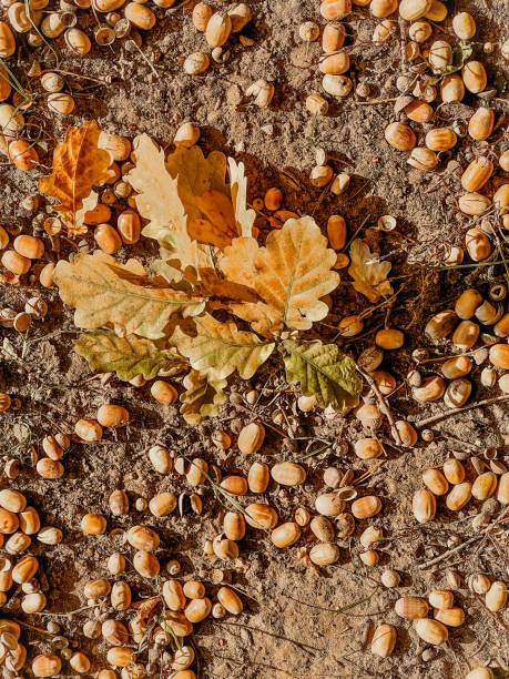 istock Acorns and oak leaves fallen on the ground 1433328509