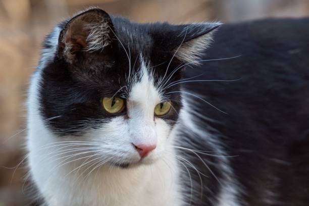 istock Cute black and white cat outdoors 1433329094