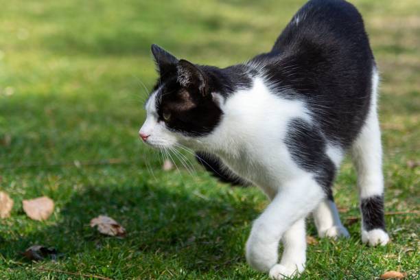 istock Cute black and white cat outdoors 1433329110