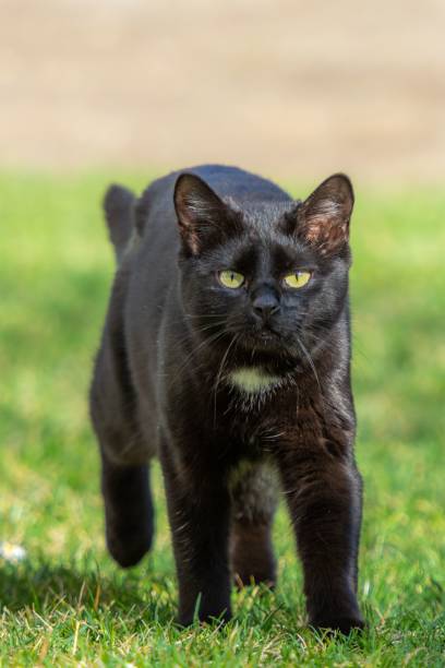 istock Black cat walking outdoors 1433329114
