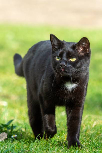 istock Black cat walking outdoors 1433329116