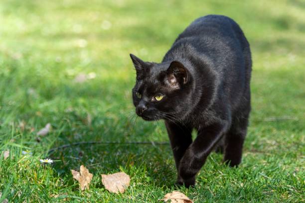 istock Black cat walking outdoors 1433329118