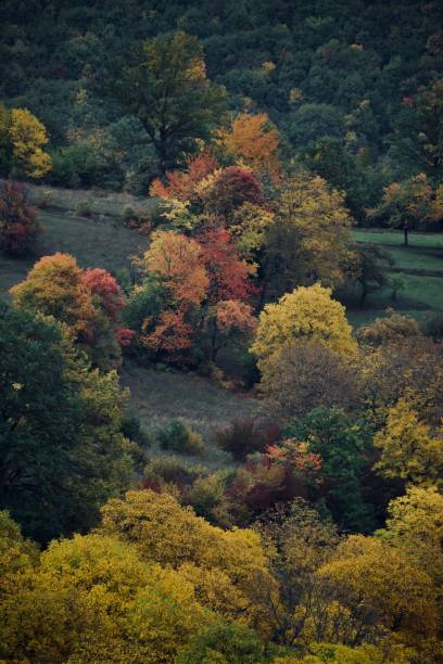 istock Vertical of a forest in autumn. 1433329321