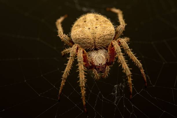 istock Close-up shot of an Araneus Cavaticus spider on a web 1433329577