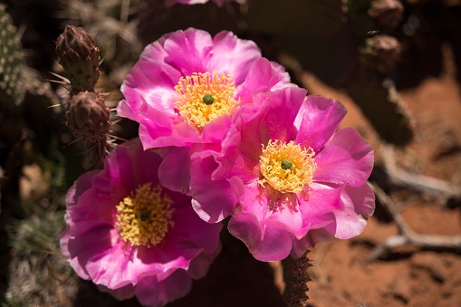A closeup of beavertail cactus pink flowers in Zion National Park