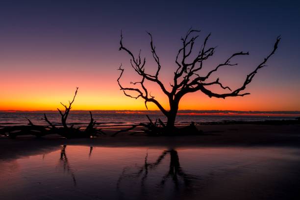istock Vivid sunrise at Driftwood sandy beach, US 1433330262