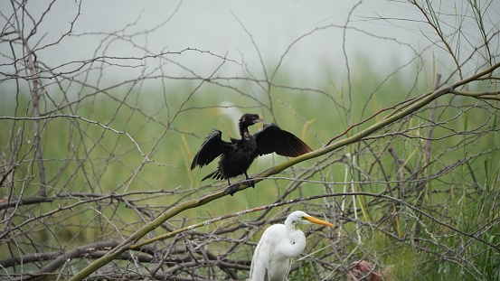 A great egret and a little black cormorant drying its wings.