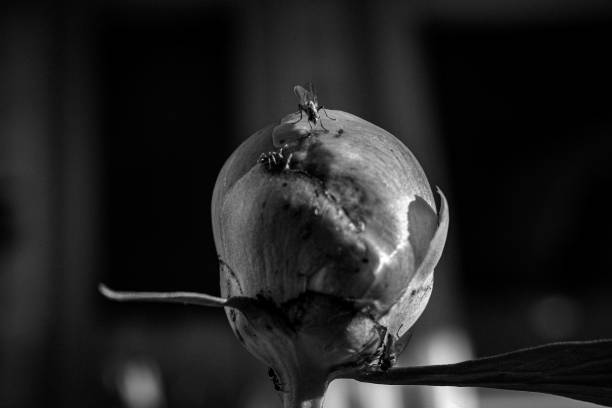 A grayscale closeup of a peony bud.