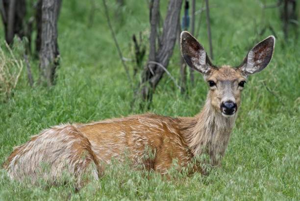 istock Cute deer laying on the grass 1433330710