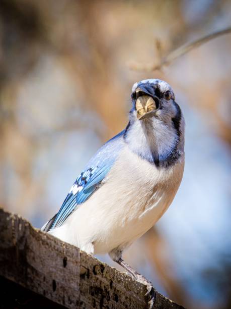 istock Vertical shot of a blue jay standing on a stone ledge under the sunlight 1433330746