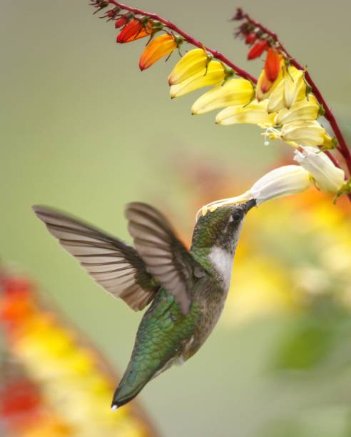 istock Ruby-throated hummingbird (Archilochus colubris) near a tropical flower in closeup 1433330867