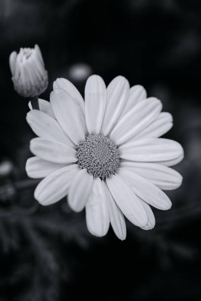 istock Vertical shot of a chamomile flower, grayscale shot 1433330883
