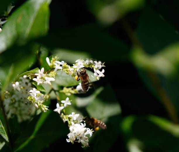 istock Selective focus shot of a bee on white blossoms 1433331177
