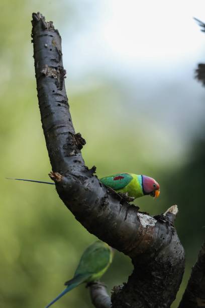 istock Shallow focus of two adorable plum-headed parakeets perching on a tree branch 1433331726