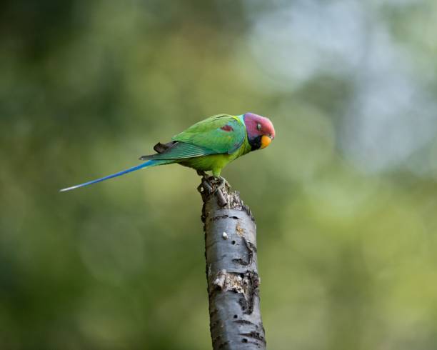 istock Shallow focus of an adorable plum-headed parakeet perching on a tree branch 1433331732