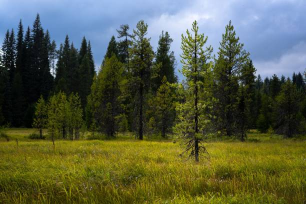 istock Forest landscape view with the spruce trees background 1433332860