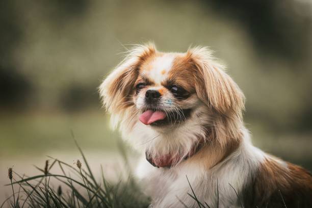 istock Selective focus shot of pekingese 1433333035