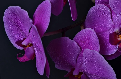 A closeup of a purple orchid with water drops.