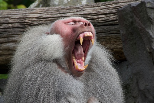 A closeup portrait of yawning Hamadryas Baboon