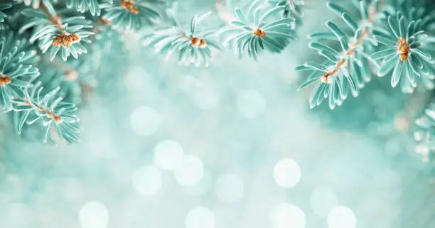 Photo of Beautiful Green Blue Fir Tree Branches on turquoise background with bokeh. Christmas and Winter concept. Soft focus, macro. Banner