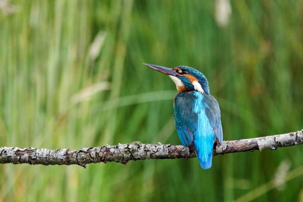 istock Closeup shot of a River kingfisher perched on tree branch under sunlight against blurred background 1433333546
