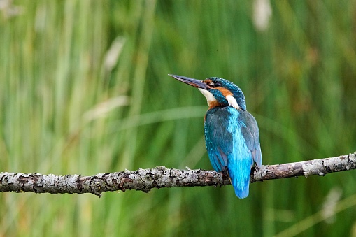 A closeup shot of a River kingfisher perched on a tree branch under sunlight against a blurred background