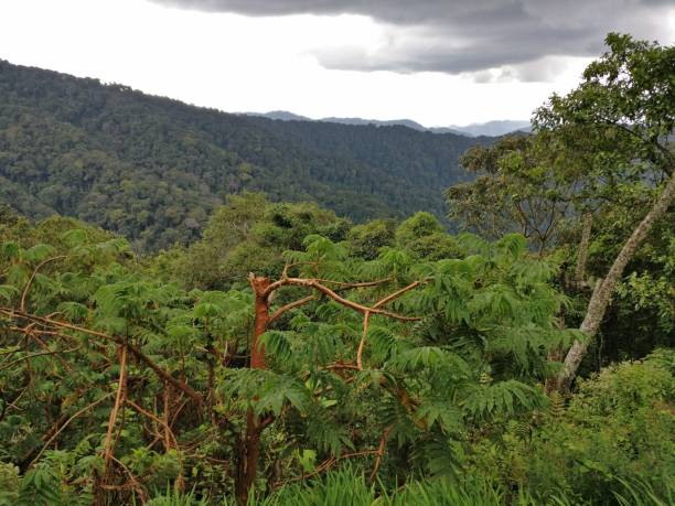istock Rain forest in Rwanda, Africa 1433333757