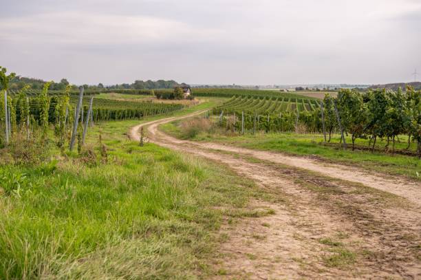 istock Road taking to a vineyard in Mainz, Germany. 1433333839