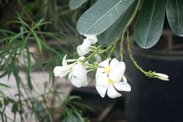 istock plumeria flowr in nature garden 1433333881