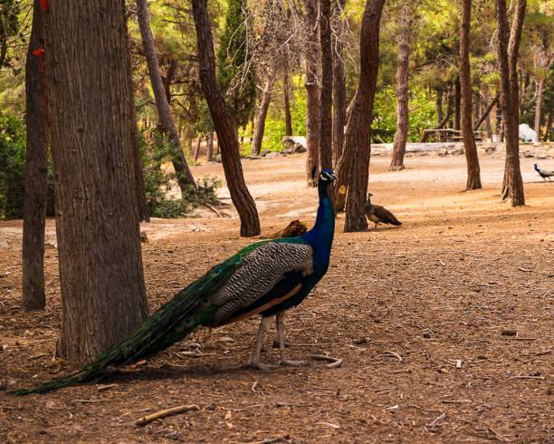 istock Peafowl walking in the Plaka Forest Greece under sunlight with trees around 1433334013